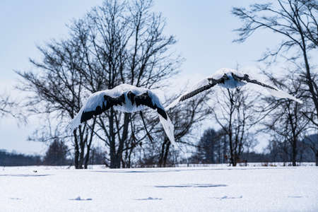 Japanese craneの写真素材