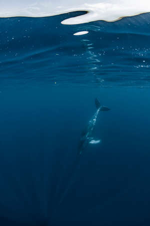 A Humpback Whale in Okinawaの写真素材