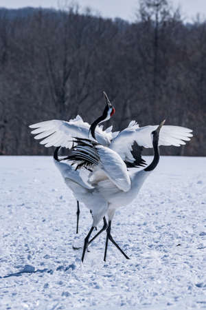 Japanese craneの写真素材