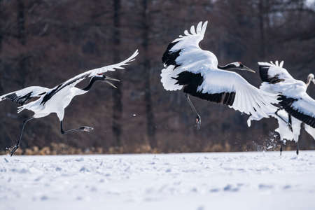 Japanese craneの写真素材