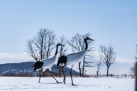 Japanese craneの写真素材