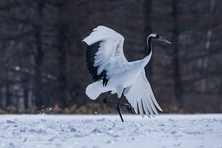 Japanese craneの写真素材
