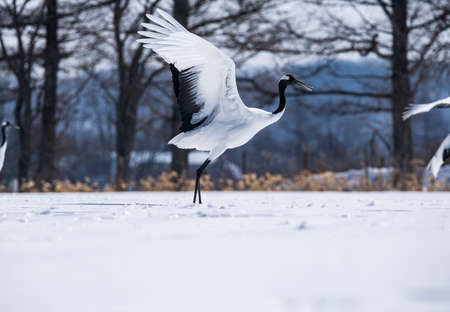 Japanese craneの写真素材