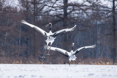 Japanese craneの写真素材