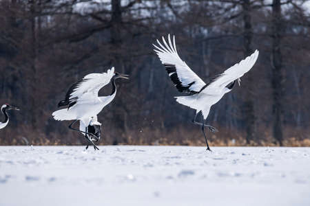 Japanese craneの写真素材