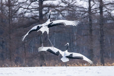 Japanese craneの写真素材