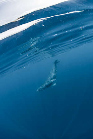 Humpback Whaleの写真素材