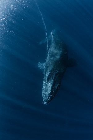 Humpback Whaleの写真素材