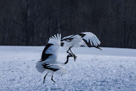 Japanese craneの写真素材