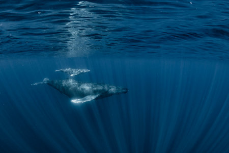 Humpback Whaleの写真素材
