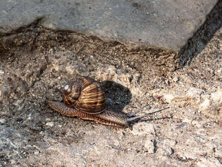 A large snail is crawling along the road.の写真素材