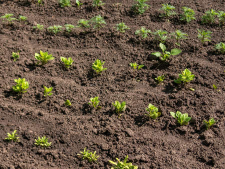 Plowed beds with rows of planted green seedlings of garden flowers.