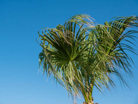 Date palms on the background of clear blue sky, the concept of summer, mockup, the background for the inscription. Copy space.の写真素材