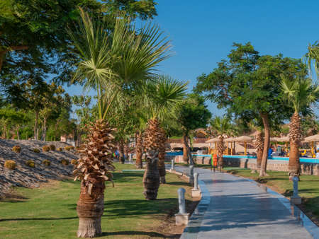 Beautiful landscape of palm trees alley. A walking lane inside the park - Beautiful palm trees on both sides.の写真素材