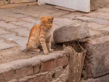 City homeless animals. Stray city cats on the city streets.の写真素材