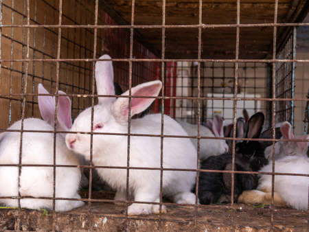 Lots of big and small rabbits in a cage at the bazaar for sale.の写真素材