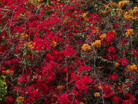 Spring landscape blooming green bush with red flowers.の写真素材