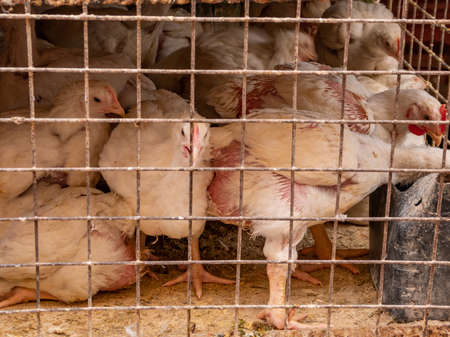 White chickens in a dirty iron cage. bird trade. Cruelty to birds.
