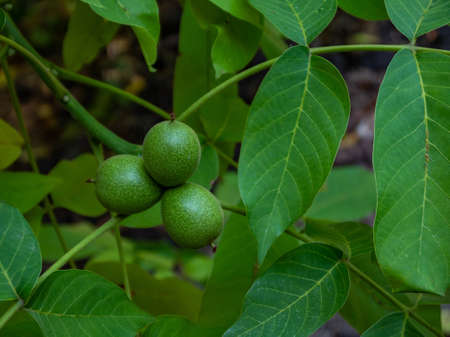 Close-up of young walnuts on a green branch of a walnut tree.