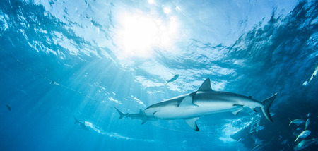 Caribbean reef sharkの写真素材