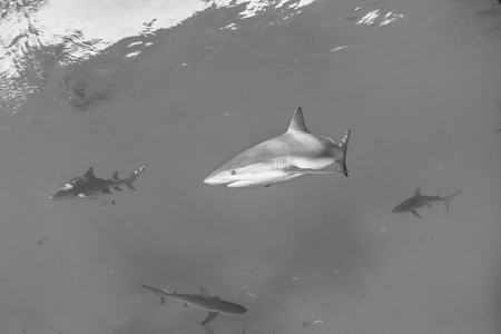 Caribbean reef sharkの写真素材