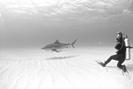 Tiger sharkの写真素材