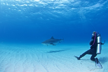 Tiger sharkの写真素材