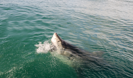 Great White Sharkの写真素材