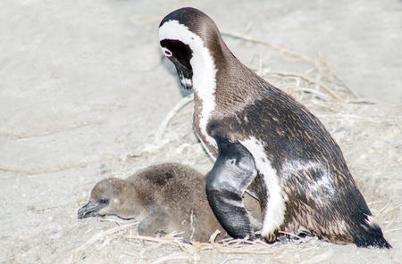 Penguinsの写真素材