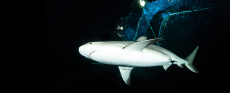 Caribbean reef sharkの写真素材