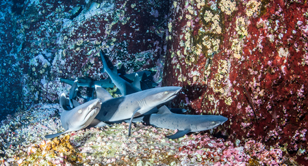 White tip reef sharkの写真素材
