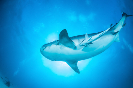 Tiger sharkの写真素材