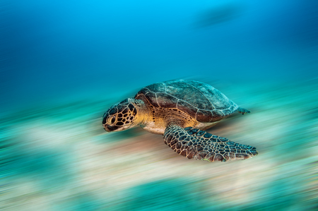 Sea Turtle at Kas, Turkeyの写真素材