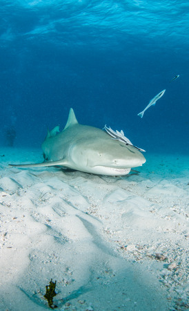 Lemon sharkの写真素材