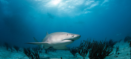 Lemon sharkの写真素材