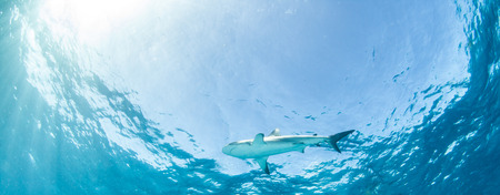 Caribbean reef sharkの写真素材