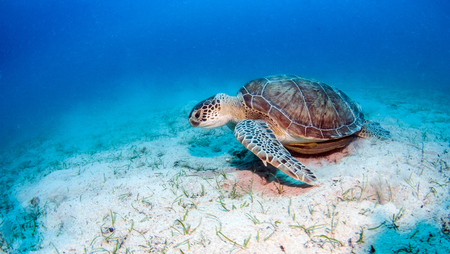 Sea Turtleの写真素材