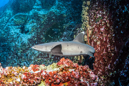 White tip reef sharksの写真素材