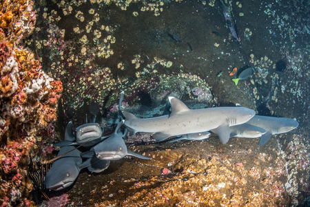 White tip reef sharksの写真素材