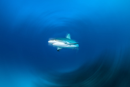 Caribbean reef sharkの写真素材
