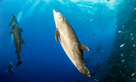 Bottlenose Dolphinの写真素材