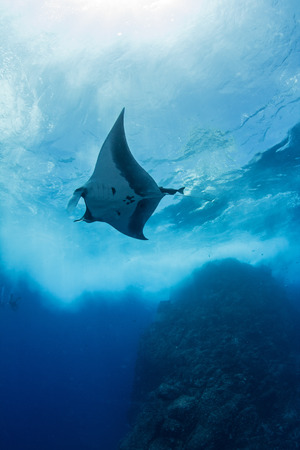 Manta Rayの写真素材