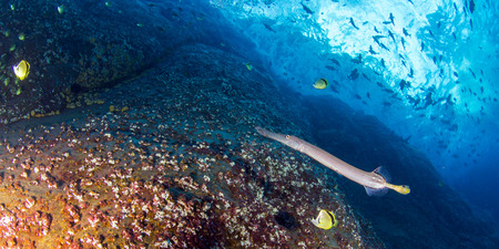 Flute Fishの写真素材