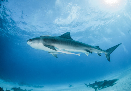 Picture shows a Tiger shark at the Bahamasの写真素材