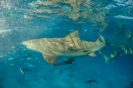Picture shows a Lemon shark at the Bahamasの写真素材