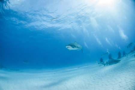 Picture shows a Tiger shark at Tigerbeach, Bahamas