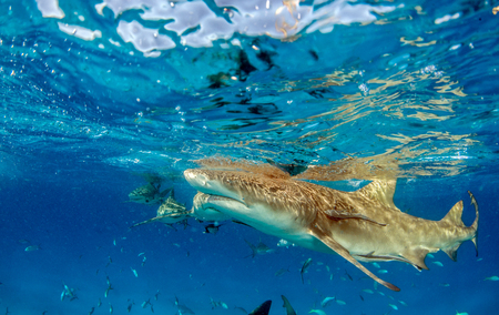 Picture shows a Lemon shark at the Bahamasの写真素材