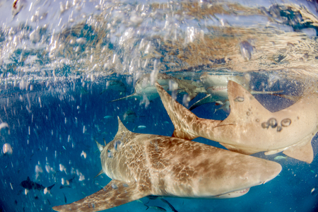 Picture shows a Lemon shark at the Bahamasの写真素材
