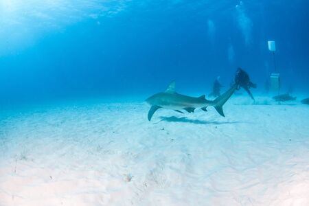 Picture shows a Bull shark at the Bahamasの写真素材