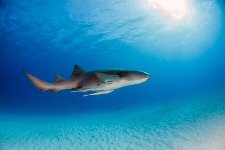 Picture shows a Nurse shark at the Bahamasの写真素材